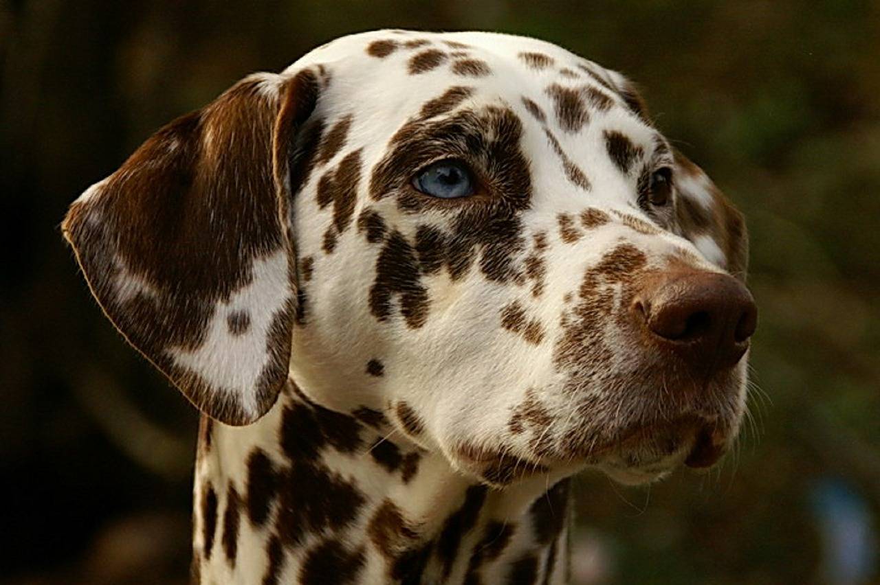 urgences vétérinaires chien qui boit beaucoup