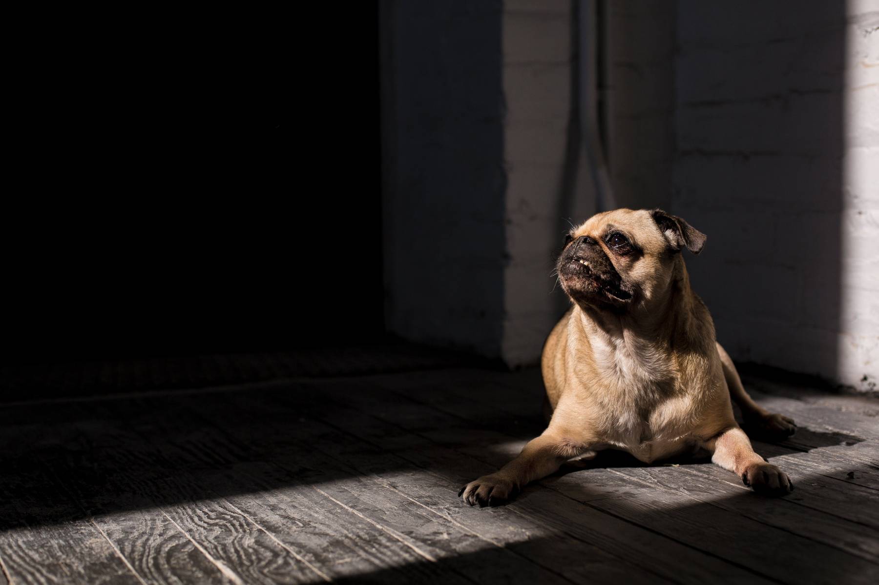 Coup de chaleur chien chat vétérinaire