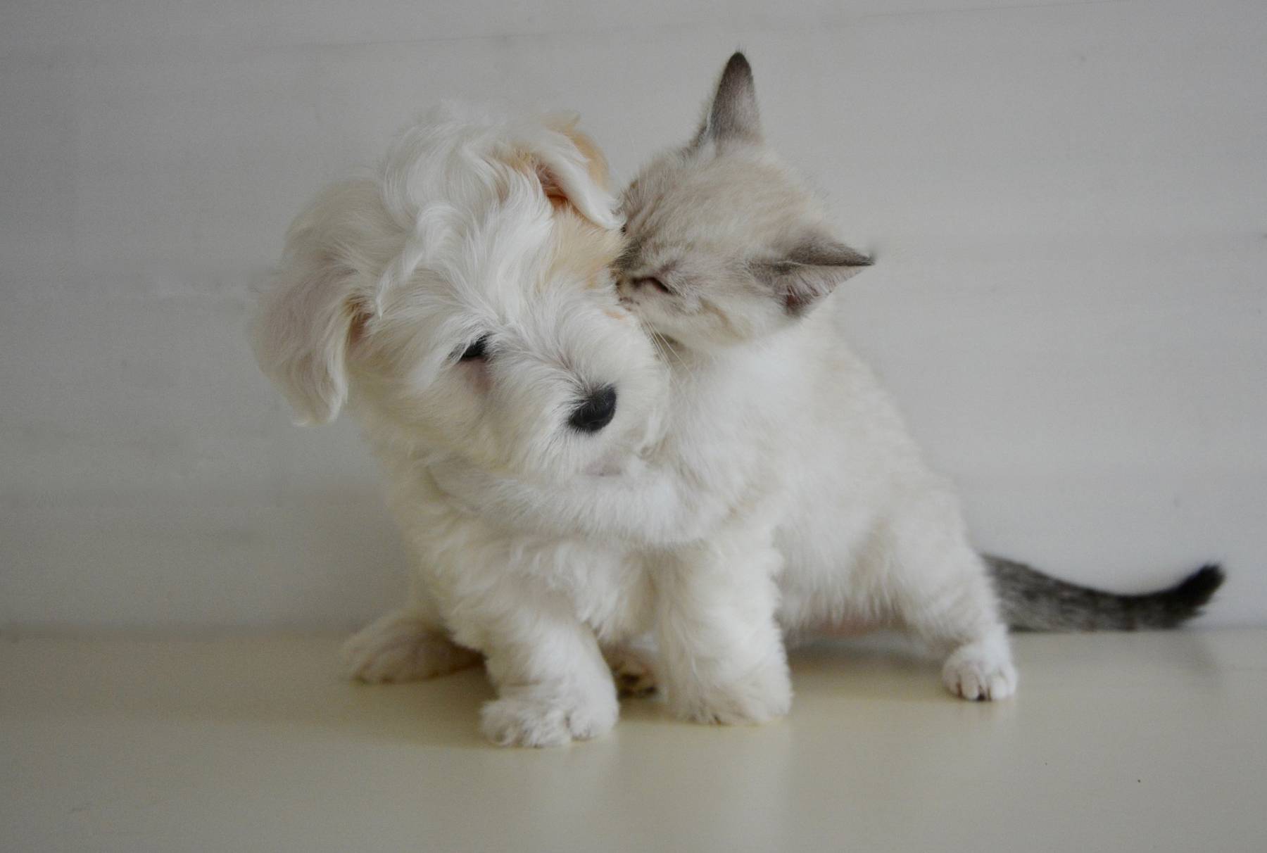 Urgences vétérinaires chaton et chiot