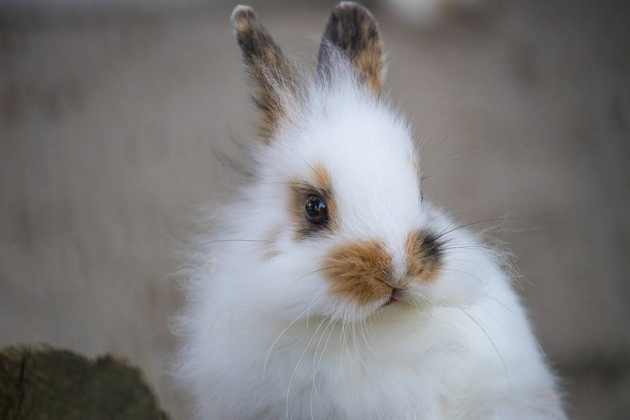 URGENCE LAPIN : Enciphalotozoon Cuniculi, une affection répandue mais peu connue