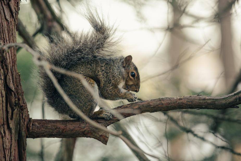 animal sauvage trouvé en détresse