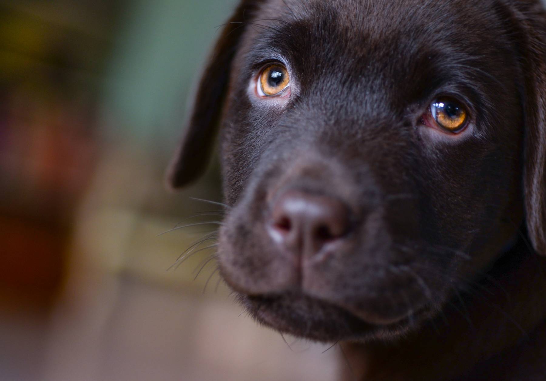 parvovirose diarrhée chien urgence vétérinaire