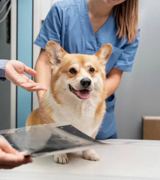 analyses biologiques et l'imagerie médicale de votre chien clinique veterinaire urgence à Marseille 13004