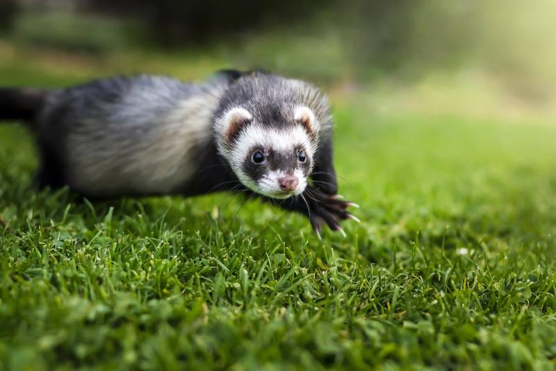 Le Furet à Marseille : animal vif à surveiller de près sur le plan digestif