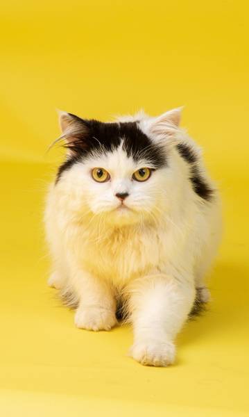 Le chat Persan à Marseille : race élégante, mais fragile des voies respiratoires
