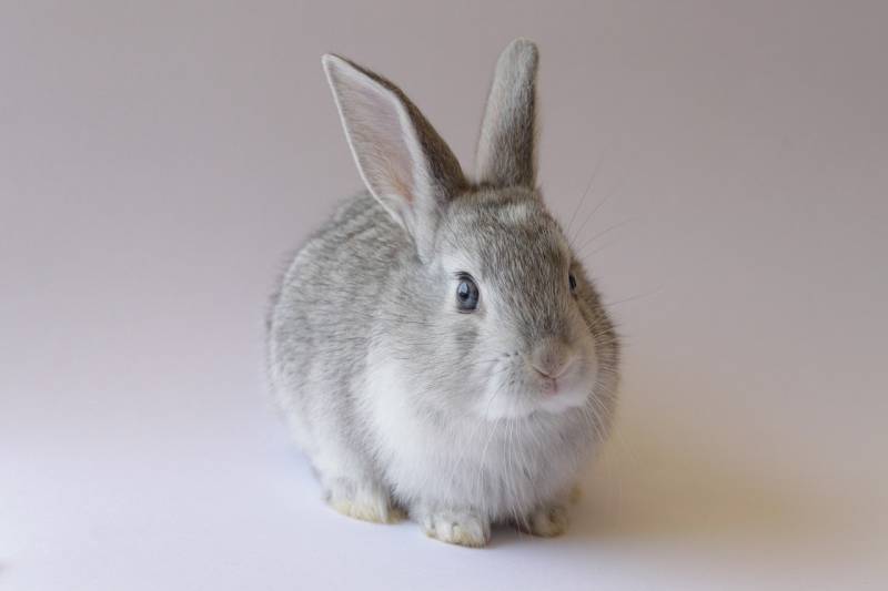urgence lapin marseille