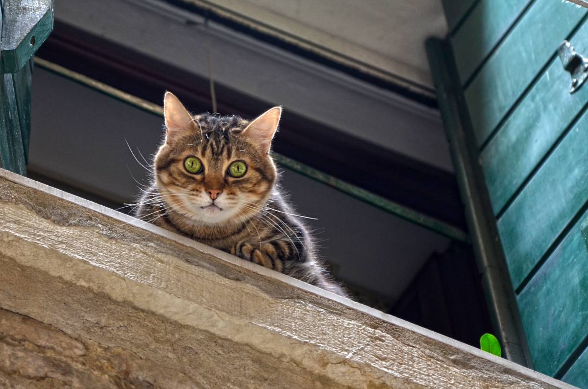 AVP vétérinaire de garde chute fenêtre chat