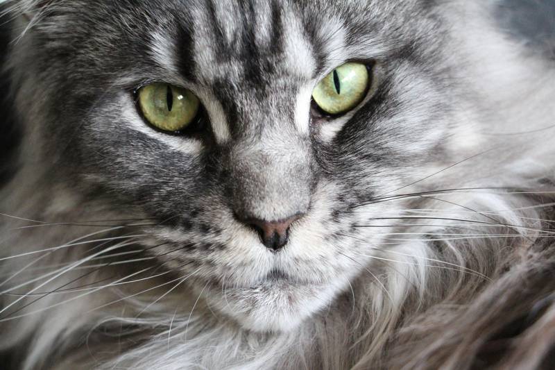 Le Maine Coon à Marseille : soins et problèmes de santé fréquents