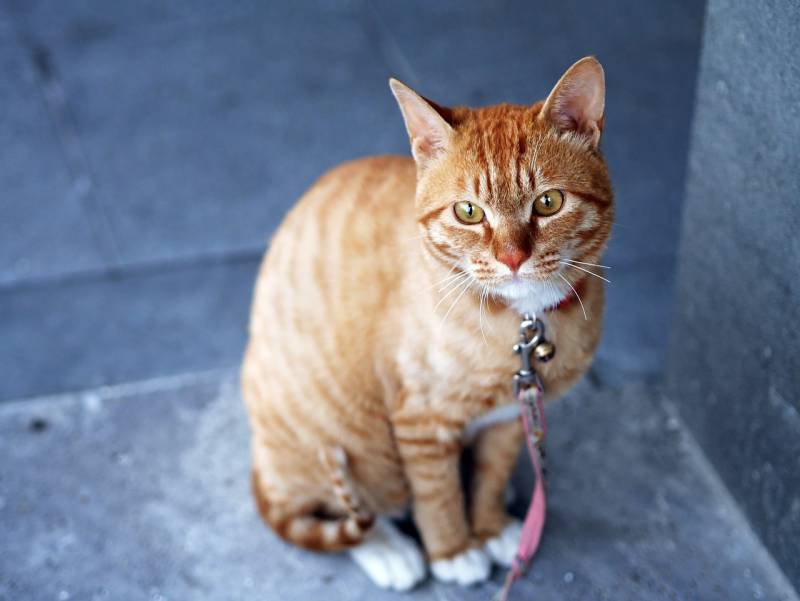 vétérinaire chat vomissements marseille