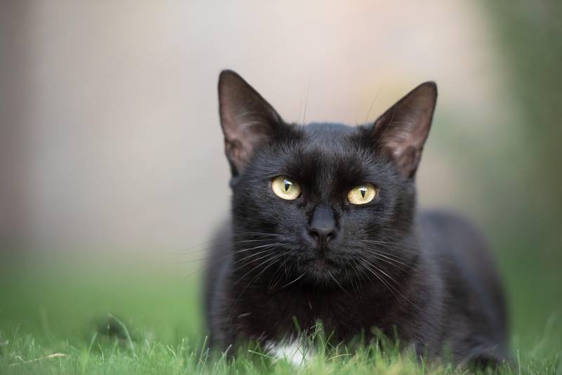 Chat qui ne parvient plus à uriner ou miaule en urinant à Marseille 13005 : urgence vétérinaire pour obstruction urinaire ou cystite aiguë à traiter d’urgence