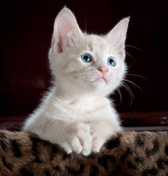 Chat ou chaton en détresse respiratoire à Marseille 13008 : urgence vétérinaire pour respiration abdominale, halètement, toux ou sifflement chez le chat adulte ou âgé