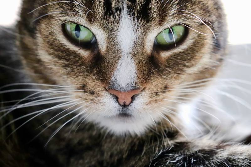 Chat avec œil fermé, rouge, gonflé ou écoulement purulent à Marseille 13006 : urgence vétérinaire ophtalmologique à traiter rapidement pour éviter les complications