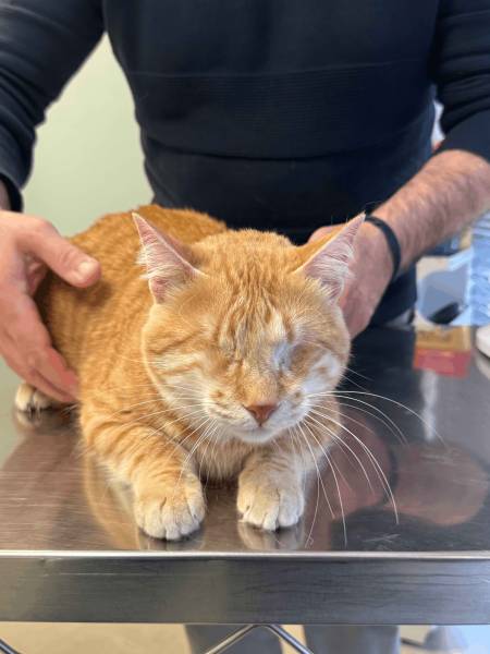 adopter un chat aveugle marseille comment en prendre soin et lui offrir une belle vie