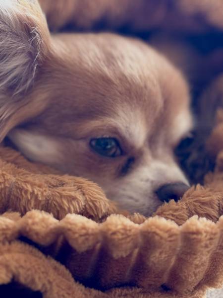 Le Chihuahua : attention aux hypoglycémies et aux problèmes dentaires