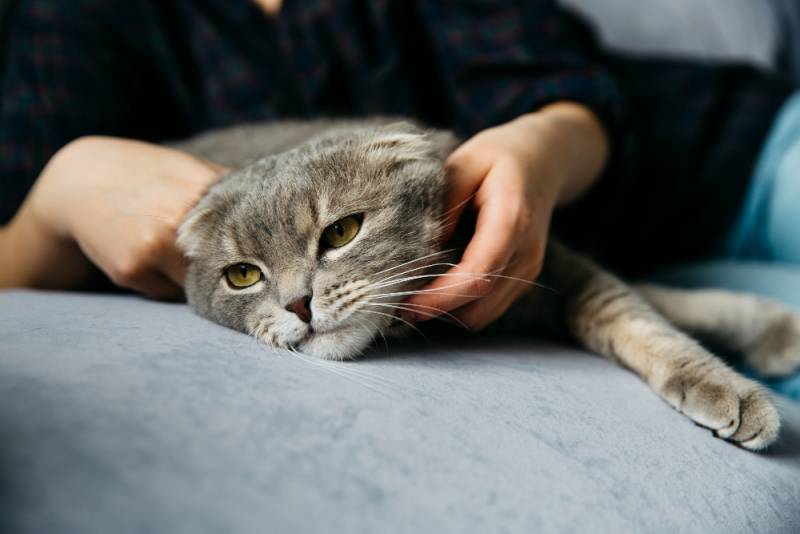 Que faire si votre chat chien convulse, saigne ou ne respire plus normalement clinique veterinaire marseille k d'urgence