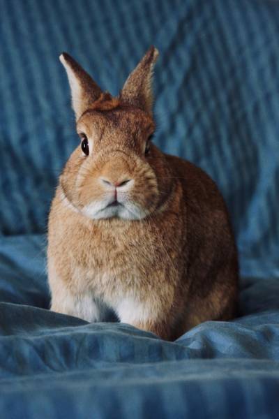 Coup de chaleur chez le lapin, le cochon d'Inde et le furet à marseille clinique vétérinaire k d'urgence