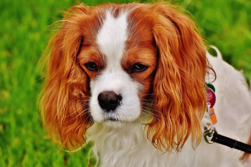 Urgence vétérinaire chien Marseille 13004 – Soins rapides en cas de blessure ou accident