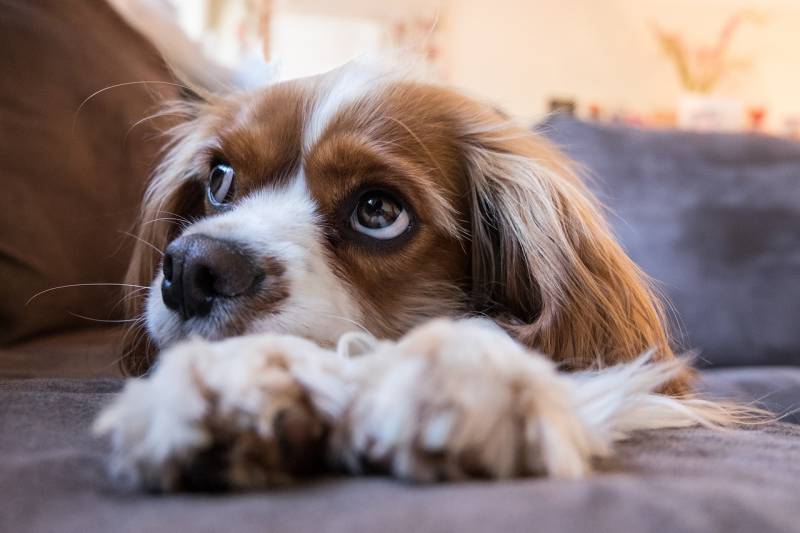Le Cavalier King Charles à Marseille : attention aux problèmes cardiaques et oculaires