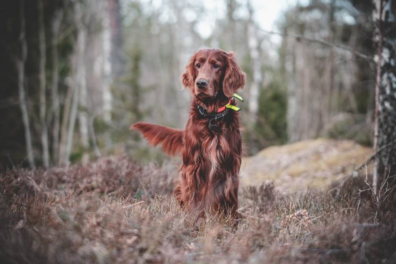 Urgence vétérinaire chien en crise de convulsions, tremblements ou paralysie brutale à Marseille 13010, intervention immédiate avec soins neurologiques 24h/24