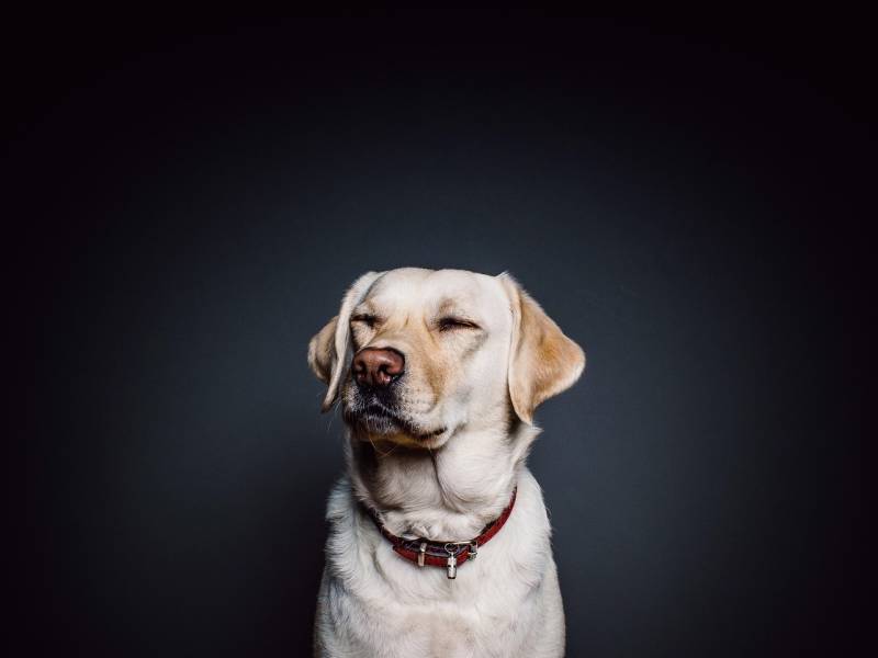 Urgence vétérinaire chien vomissements sanglants ou diarrhée aiguë suspecte d’occlusion intestinale à Marseille 13008, traitement immédiat sans rendez-vous nuit et week-end