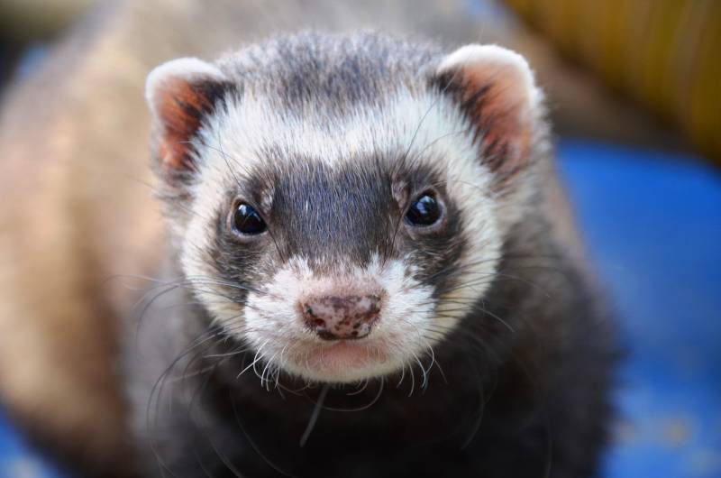 Furet en détresse respiratoire à Marseille 13007 : urgence vétérinaire pour toux, sifflements, cyanose ou respiration abdominale, intervention rapide pour NAC