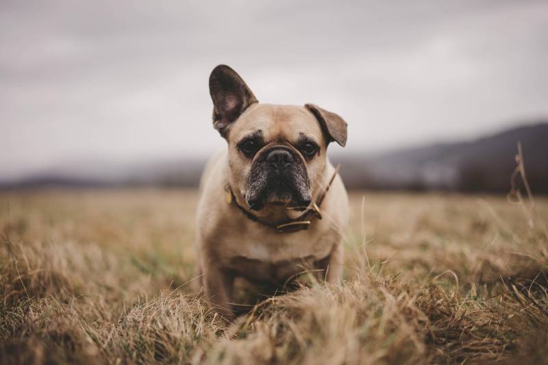 Le Bouledogue Français : races à risques respiratoires et digestifs
