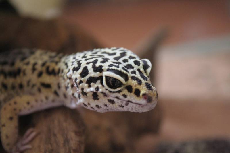 Le Gecko léopard à Marseille : reptile docile à surveiller de près