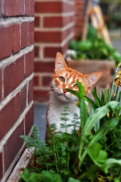 hospitalisation et analyses biologiques pour vos chats