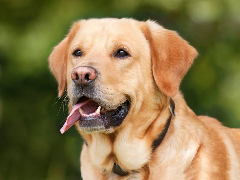Problèmes de santé du Labrador à Marseille : pathologies articulaires et surpoids