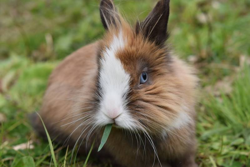 Le Lapin nain à Marseille : soins, alimentation et maladies fréquentes