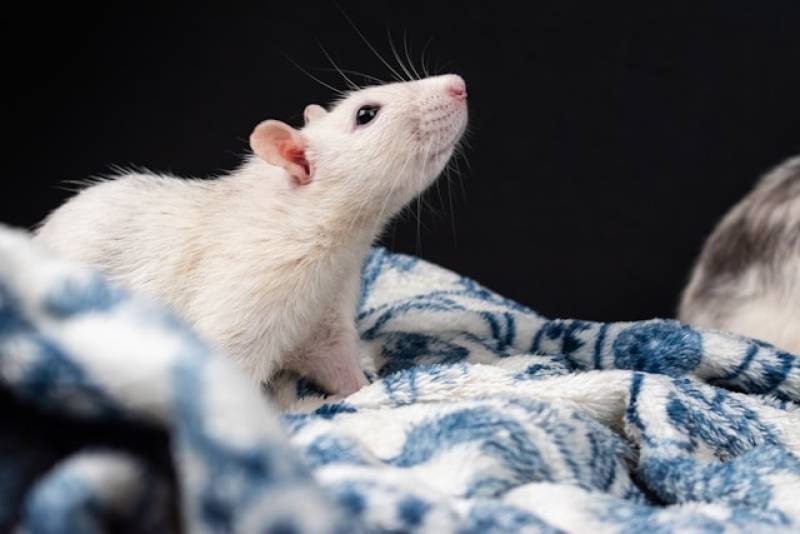 clinique veterinaire specialises pour lapins rats domestiques et perruches soins urgence marseille