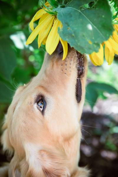 Urgence vétérinaire à Marseille pour chien : réaction allergique aiguë, piqûre d'insecte et œdème de Quincke, traitement immédiat