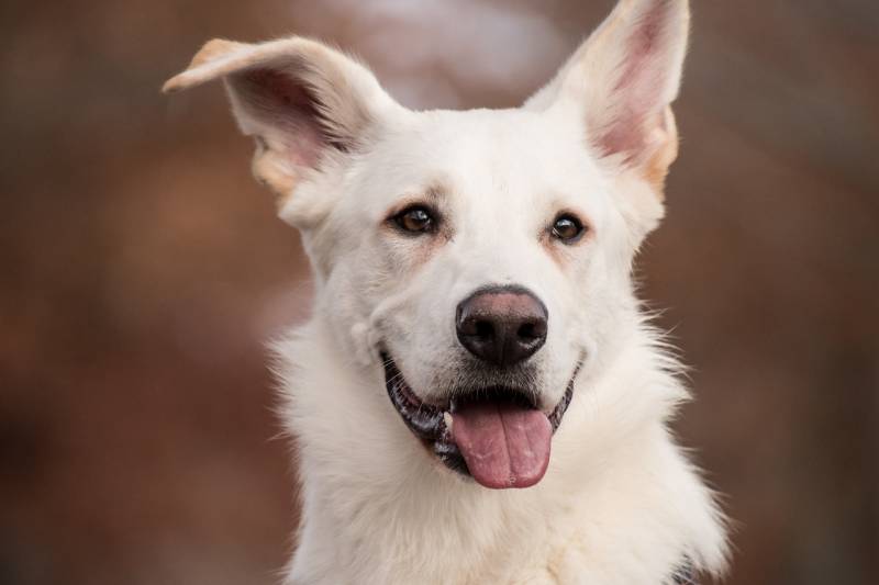 Urgence vétérinaire pour chien en détresse respiratoire avec toux sèche ou halètement intense la nuit à Marseille 13012, intervention immédiate sans rendez-vous