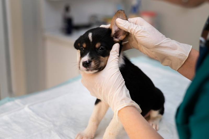 Tiques chez le chien et le chat à Marseille comment les retirer