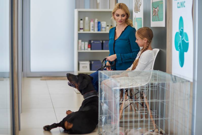 Vétérinaire d'urgence ouvert dimanche à Marseille toutes urgences