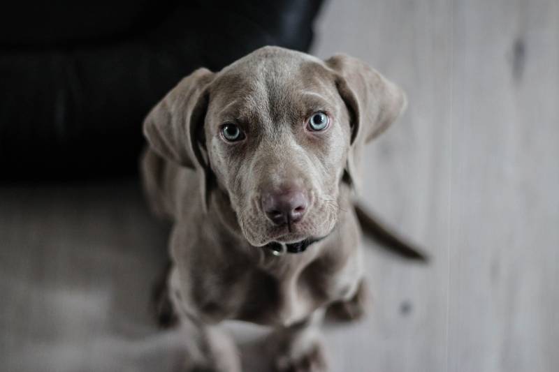 Votre chien vomit ou ne mange plus ? Urgence vétérinaire à Marseille 7j/7