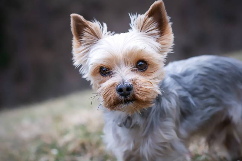 Symptômes d’urgence chez le chien à Marseille – Consultez en urgence notre clinique vétérinaire