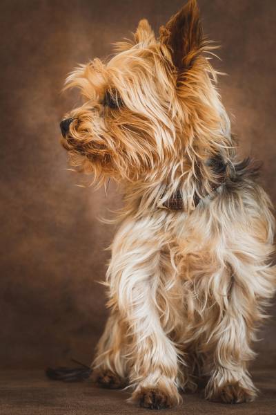 Soins vétérinaires pour Yorkshire Terrier à Marseille : affections respiratoires et dentaires
