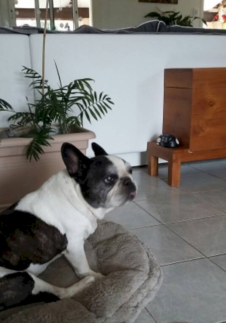 Notre zone d'activité pour ce service Clinique vétérinaire pour animal blessé ou malade