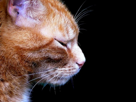 Notre zone d'activité pour ce service Vétérinaire pour soigner un animal qui boite