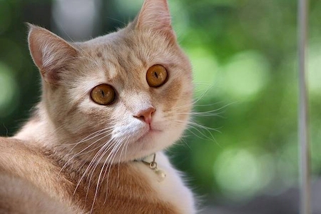 Notre zone d'activité pour ce service Vétérinaire pour euthanasie d'animal de compagnie mourant