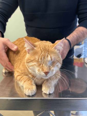 Notre zone d'activité pour ce service Vétérinaire pour euthanasie d'animal de compagnie mourant