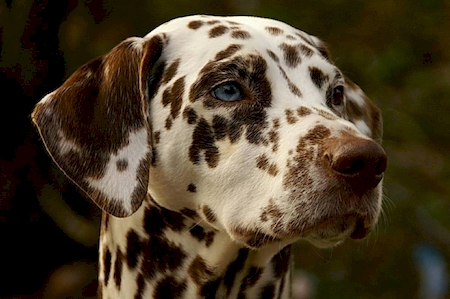 Notre zone d'activité pour ce service Vétérinaire pour euthanasie d'animal de compagnie mourant