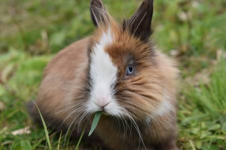 Notre zone d'activité pour ce service Vétérinaire pour euthanasie d'animal de compagnie mourant