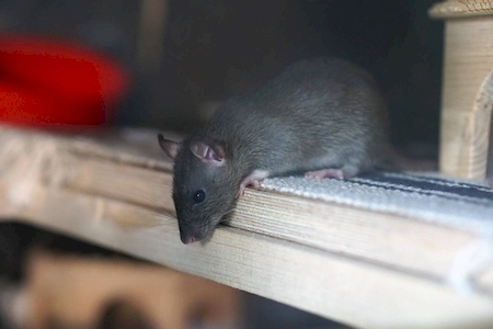 Notre zone d'activité pour ce service Soigner un animal de compagnie après une chute ou une attaque